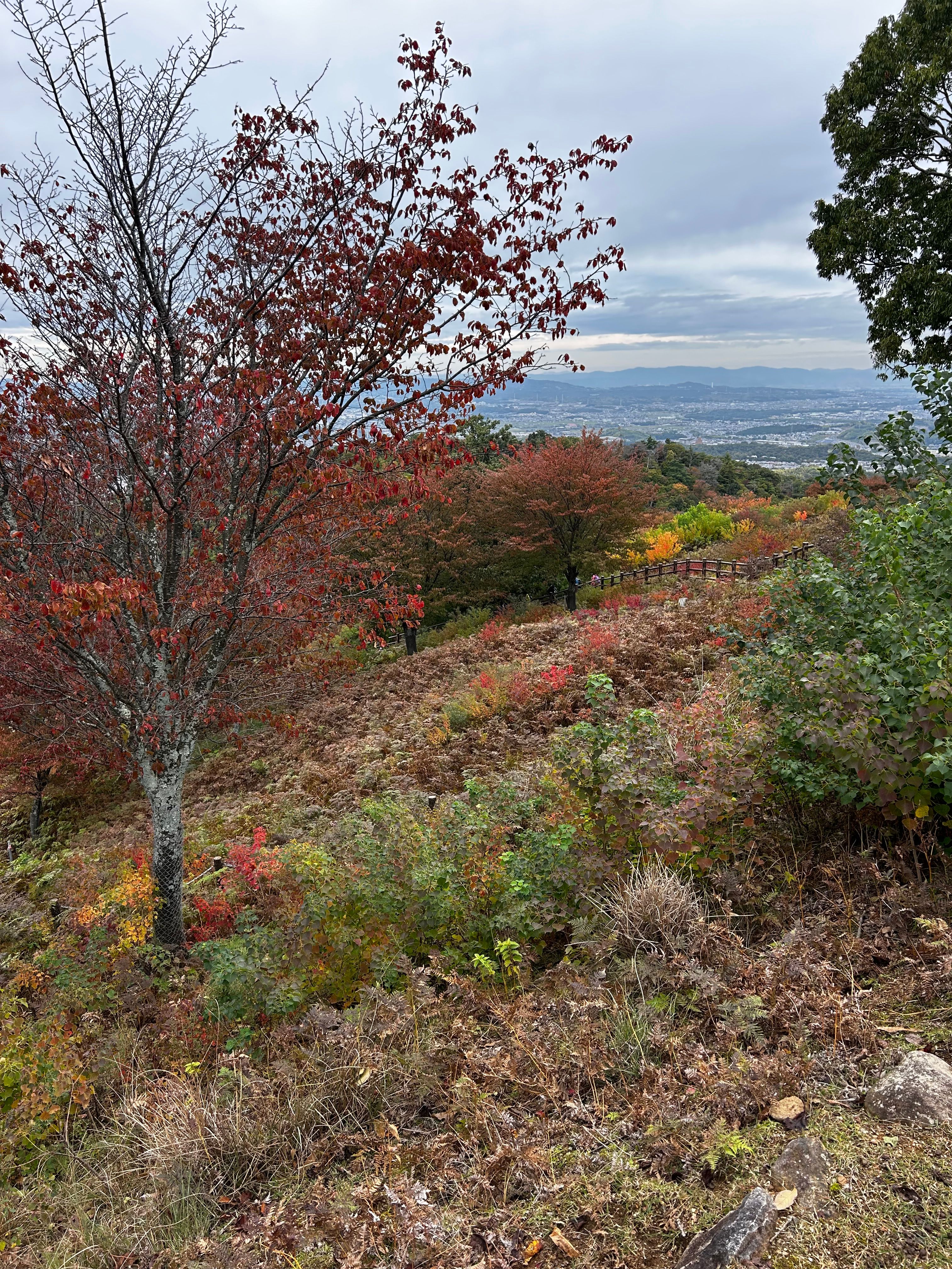 Fall foliage
